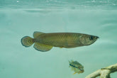 Jardini Arowana size 7”-8”